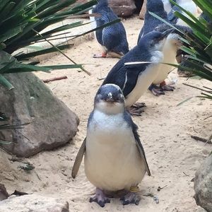 Meet your Posher, Lucy